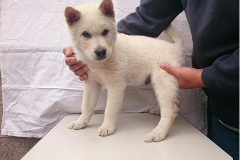 成約済の岡山県の紀州犬-12173の5枚目