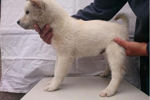 岡山県の紀州犬 男の子 15 09 14生まれ ホワイト 白 子犬id ブリーダーナビ