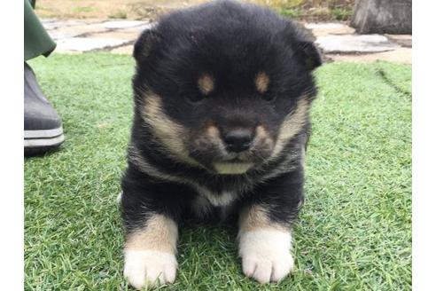 成約済の長崎県の柴犬-11606の1枚目