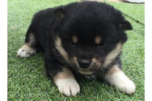 成約済の長崎県の柴犬-11606の2枚目