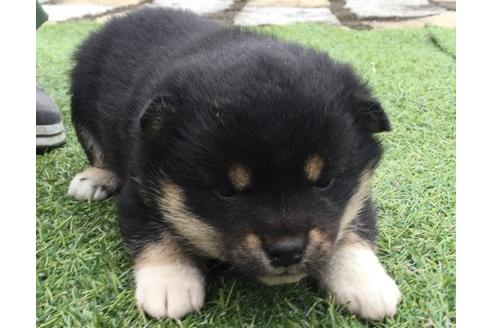 成約済の長崎県の柴犬-11606の3枚目