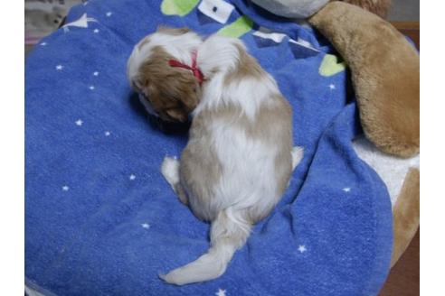 成約済の埼玉県のキャバリアキングチャールズスパニエル-11993の3枚目