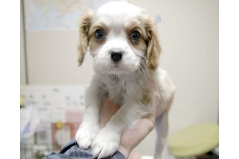 成約済の埼玉県のキャバリアキングチャールズスパニエル-11139の1枚目