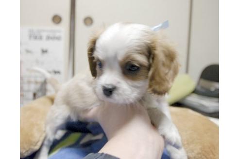 成約済の埼玉県のキャバリアキングチャールズスパニエル-11139の2枚目