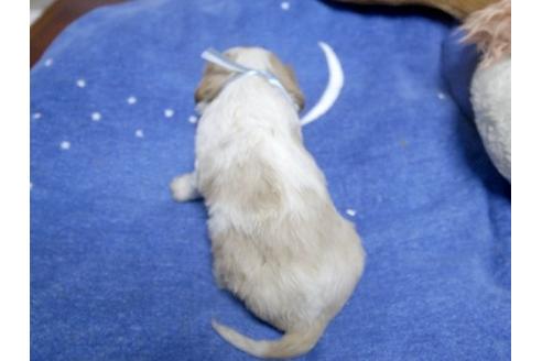 成約済の埼玉県のキャバリアキングチャールズスパニエル-11139の3枚目