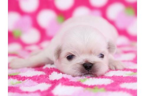 成約済の栃木県のペキニーズ-12231の1枚目