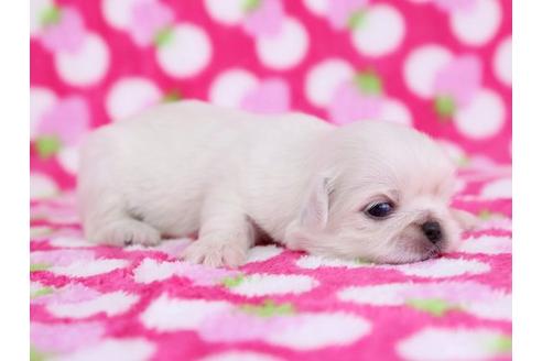 成約済の栃木県のペキニーズ-12231の2枚目