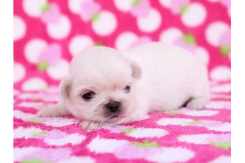 成約済の栃木県のペキニーズ-12231の3枚目