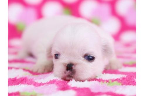 成約済の栃木県のペキニーズ-12232の3枚目