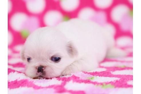 成約済の栃木県のペキニーズ-12232の1枚目