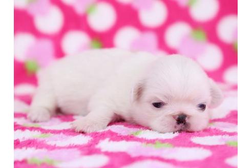 成約済の栃木県のペキニーズ-12232の2枚目