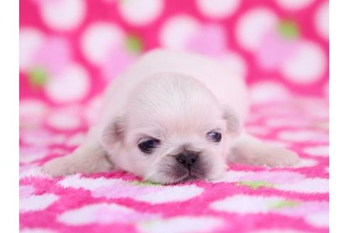 成約済の栃木県のペキニーズ-12233の1枚目