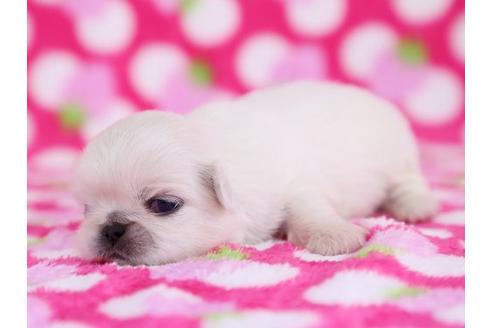 成約済の栃木県のペキニーズ-12233の2枚目