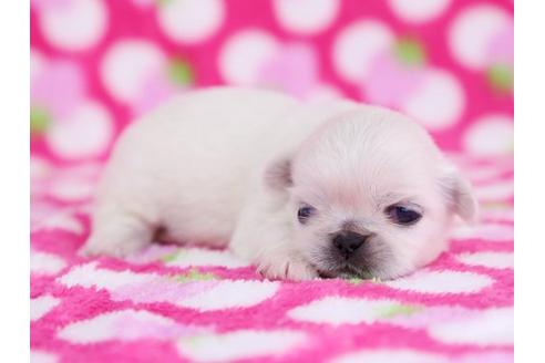 成約済の栃木県のペキニーズ-12233の3枚目