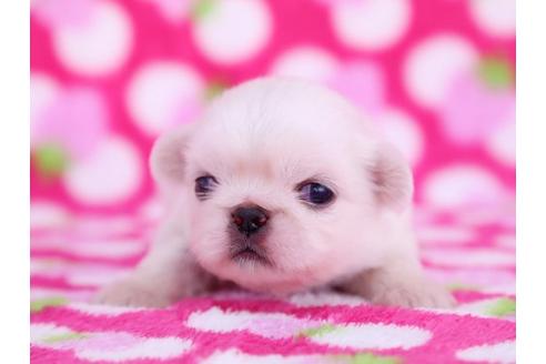 成約済の栃木県のペキニーズ-12234の1枚目