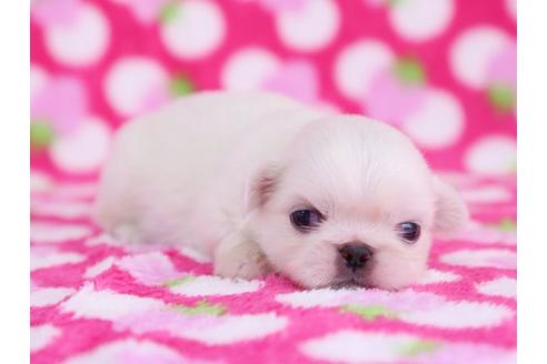 成約済の栃木県のペキニーズ-12234の2枚目