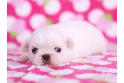 成約済の栃木県のペキニーズ-12234の3枚目