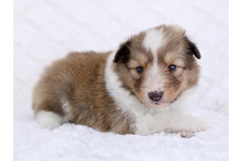 成約済の栃木県のシェットランドシープドッグ(シェルティ)-12235の3枚目