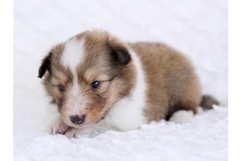 成約済の栃木県のシェットランドシープドッグ(シェルティ)-12235の1枚目