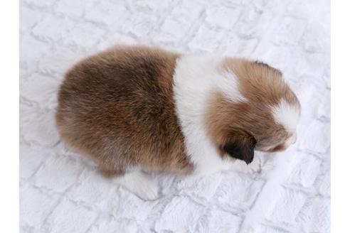 成約済の栃木県のシェットランドシープドッグ(シェルティ)-12235の2枚目