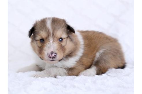 成約済の栃木県のシェットランドシープドッグ(シェルティ)-12236の2枚目