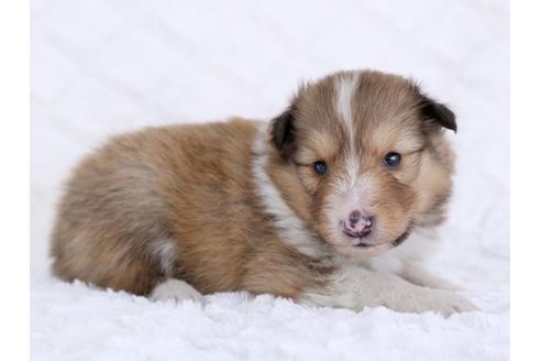 成約済の栃木県のシェットランドシープドッグ(シェルティ)-12236の3枚目