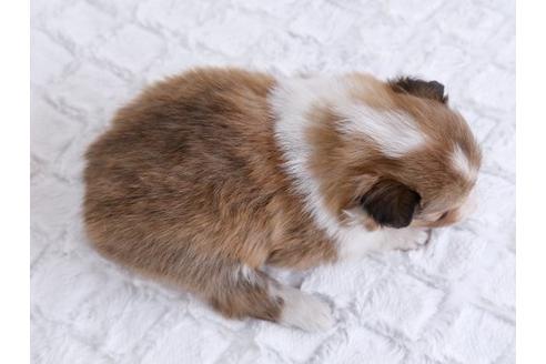 成約済の栃木県のシェットランドシープドッグ(シェルティ)-12236の1枚目