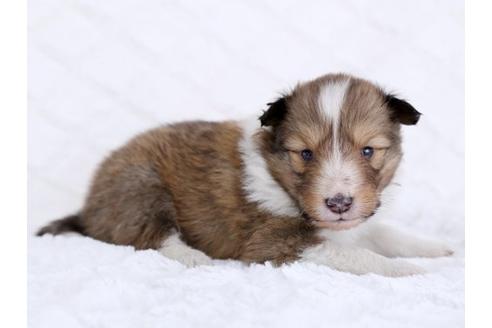 成約済の栃木県のシェットランドシープドッグ(シェルティ)-12237の3枚目