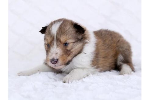 成約済の栃木県のシェットランドシープドッグ(シェルティ)-12237の1枚目