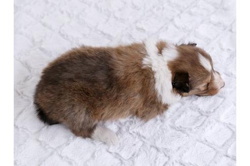 成約済の栃木県のシェットランドシープドッグ(シェルティ)-12237の2枚目