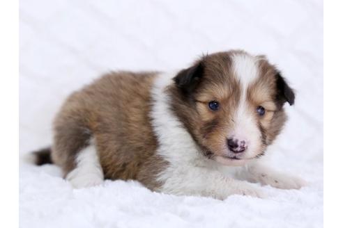 成約済の栃木県のシェットランドシープドッグ(シェルティ)-12238の1枚目