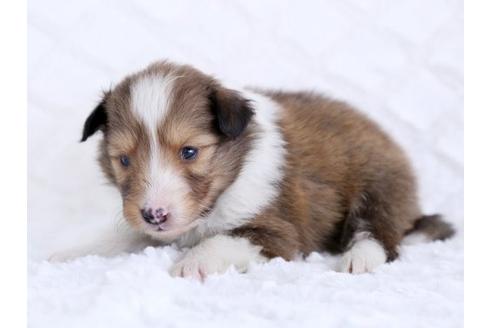 成約済の栃木県のシェットランドシープドッグ(シェルティ)-12238の2枚目