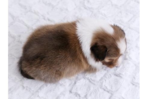 成約済の栃木県のシェットランドシープドッグ(シェルティ)-12238の3枚目