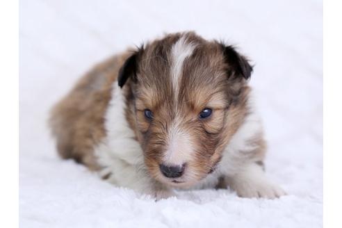 成約済の栃木県のシェットランドシープドッグ(シェルティ)-12239の1枚目