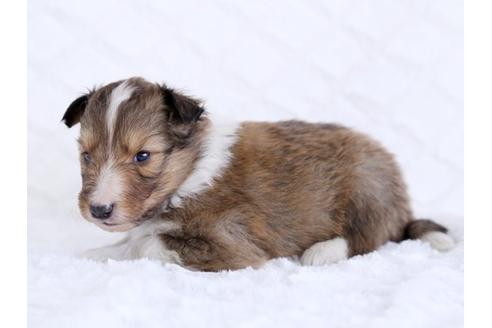 成約済の栃木県のシェットランドシープドッグ(シェルティ)-12239の2枚目