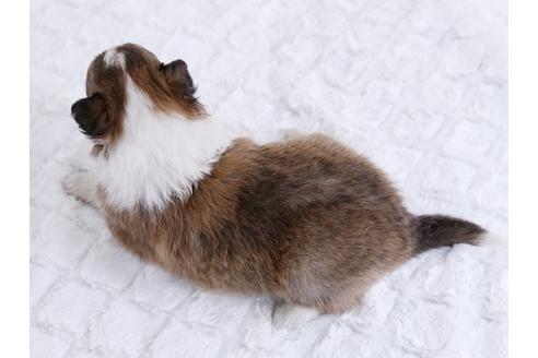 成約済の栃木県のシェットランドシープドッグ(シェルティ)-12239の3枚目