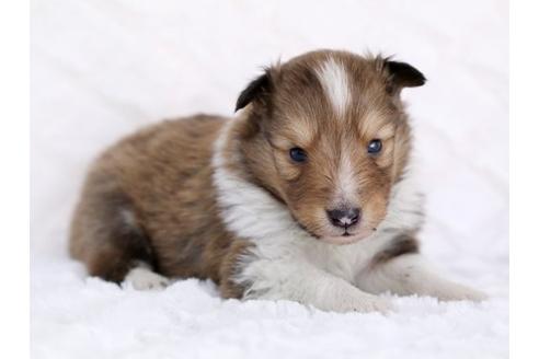 成約済の栃木県のシェットランドシープドッグ(シェルティ)-12240の3枚目