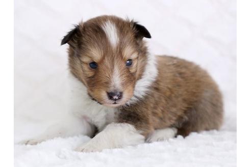 成約済の栃木県のシェットランドシープドッグ(シェルティ)-12240の1枚目