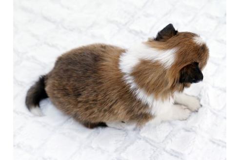 成約済の栃木県のシェットランドシープドッグ(シェルティ)-12240の2枚目