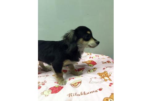 成約済の大分県のミックス犬-12241の1枚目
