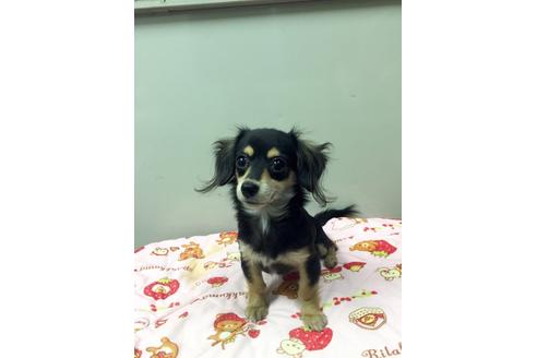 成約済の大分県のミックス犬-12241の2枚目