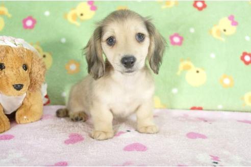 成約済の兵庫県のミニチュアダックスフンド-10683の1枚目