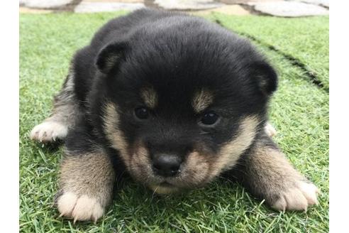 成約済の長崎県の柴犬-11604の1枚目