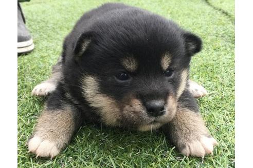 成約済の長崎県の柴犬-11604の2枚目