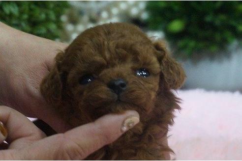 成約済の京都府のトイプードル-12313の1枚目