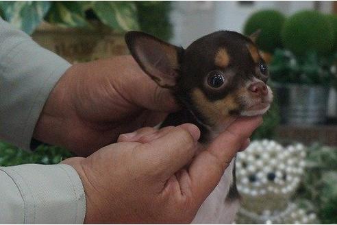 成約済の京都府のチワワ-12314の1枚目