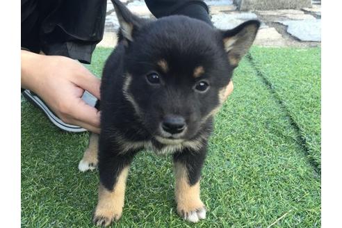 成約済の長崎県の柴犬-10526の1枚目