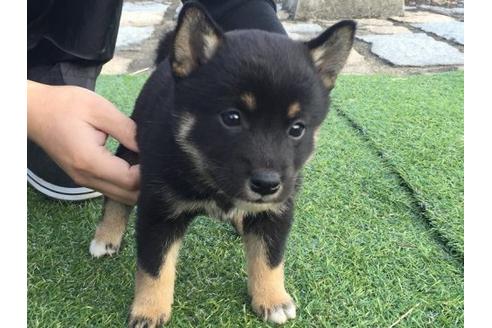 成約済の長崎県の柴犬-10526の2枚目