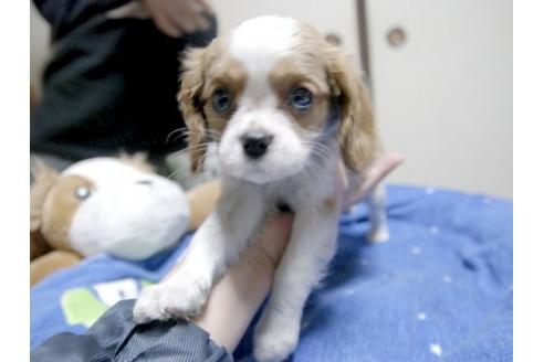 成約済の埼玉県のキャバリアキングチャールズスパニエル-11657の1枚目