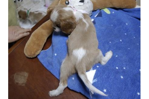 成約済の埼玉県のキャバリアキングチャールズスパニエル-11657の3枚目